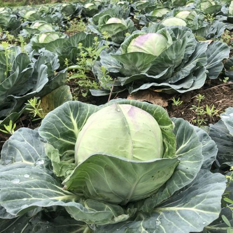 精品甘蓝产地一手货源全国发货可视频看货保质保量