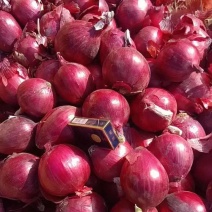 优选红皮洋葱产地一手货源供应电商市场商超