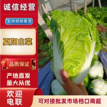 河南夏阳白菜产地一手货源供应电商市场商超