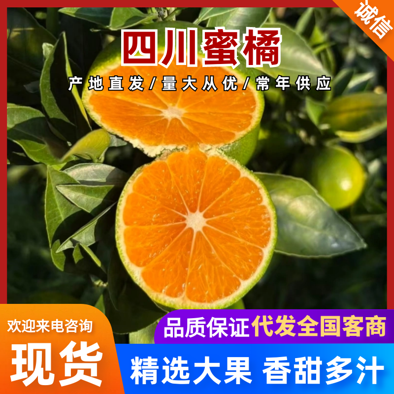 四川蜜橘产地一手货源，现摘现发，价格可谈，可视频看货