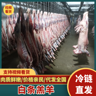 坝上草原精品白条羔羊，肉质鲜美保质保量欢迎老板选购