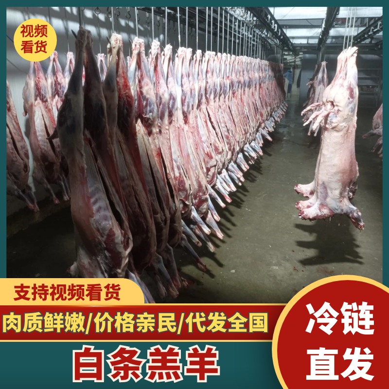 坝上草原精品羔羊元宝肉，肉质鲜美，保质保量欢迎选购
