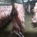 坝上草原精品羔羊元宝肉，肉质鲜美，保质保量欢迎选购