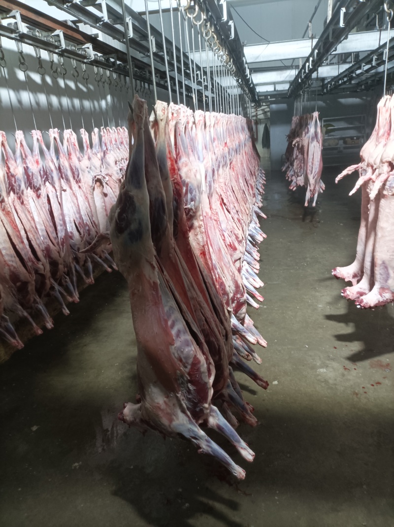 坝上草原精品羔羊元宝肉，肉质鲜美，保质保量欢迎选购