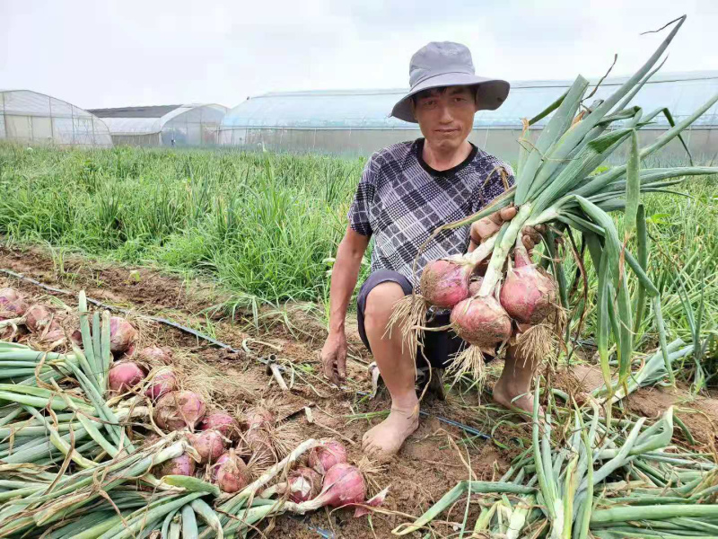 洋葱种子秋季深红皮秋播中早熟高圆球微辣甜脆耐储存100克