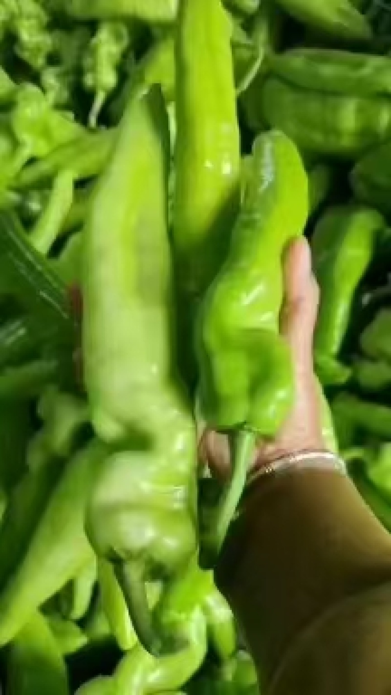 黄皮椒，新鲜现货，当季现摘，产地直发品质保证，欢迎采购！