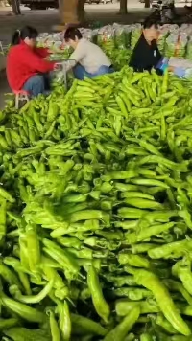 黄皮椒，新鲜现货，当季现摘，产地直发品质保证，欢迎采购！