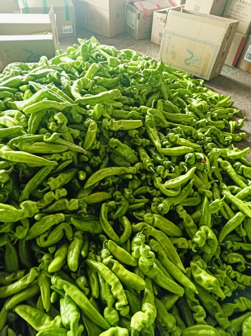 黄皮椒，新鲜现货，当季现摘，产地直发品质保证，欢迎采购！