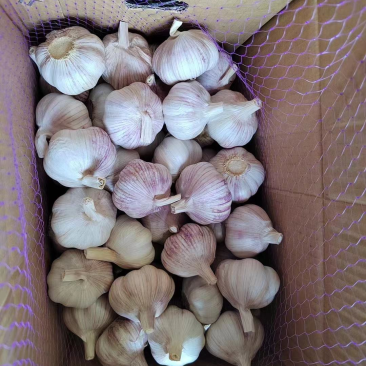 【实力供货】紫皮蒜金乡发货质量保证欢迎下单
