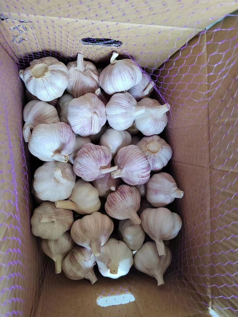 【实力供货】紫皮蒜金乡发货质量保证欢迎下单