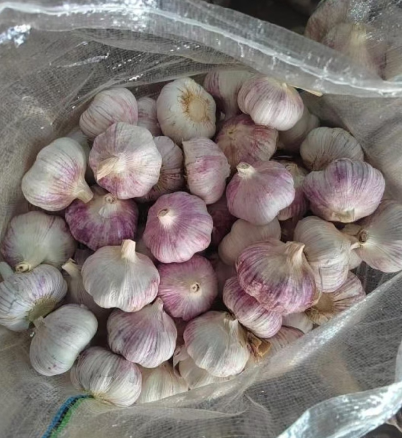 【实力供货】紫皮蒜金乡发货质量保证欢迎下单