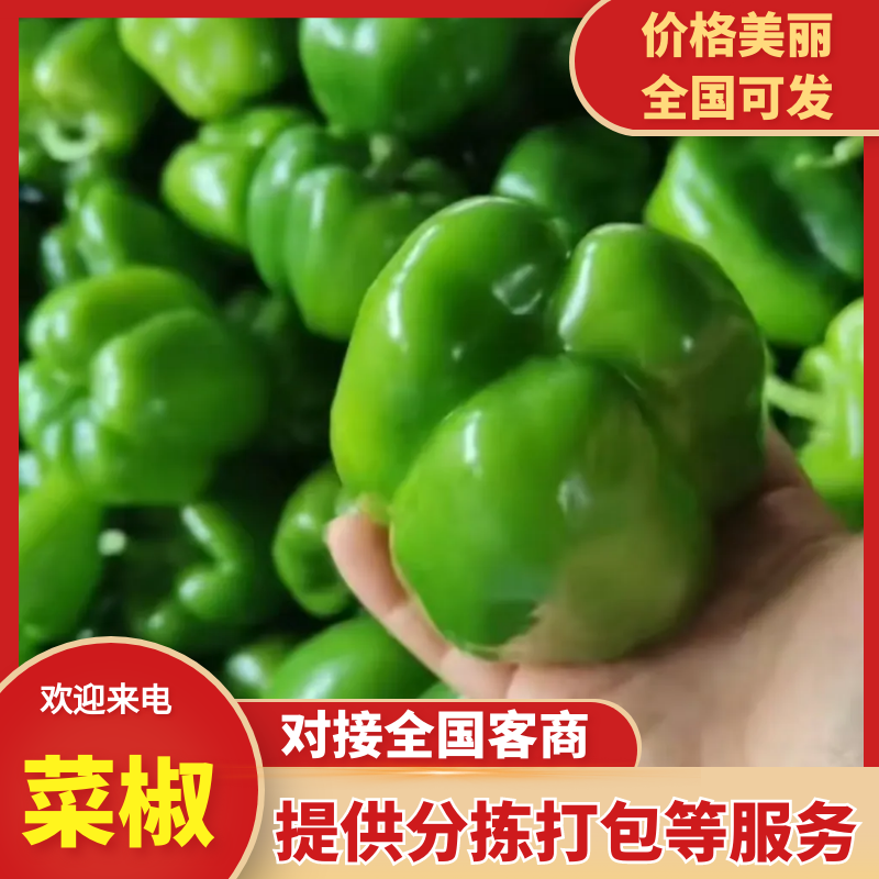 圆椒，当季现货，新鲜现摘，产地直发品质保证，量大从优！