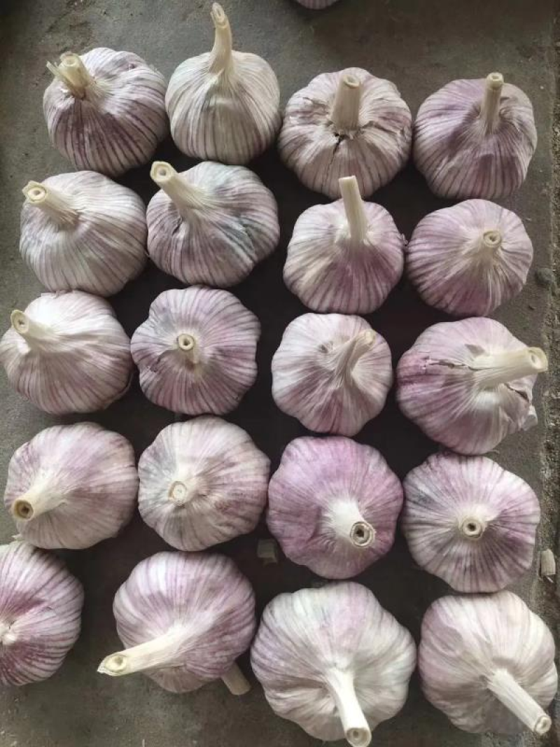 【老板力荐】紫皮蒜个头大质量好发货快下单发货