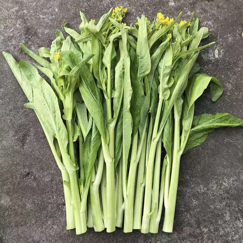 早熟白菜苔种籽白菜心种子香甜早白菜苔菜种阳台庭院四季种植
