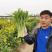 早熟白菜苔种籽白菜心种子香甜早白菜苔菜种阳台庭院四季种植