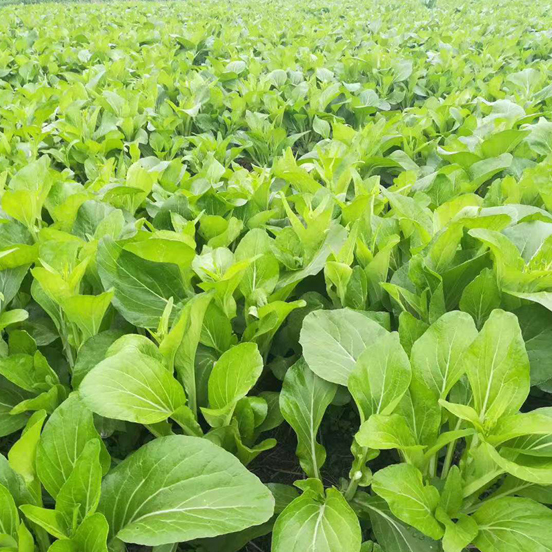 早熟白菜苔种籽白菜心种子香甜早白菜苔菜种阳台庭院四季种植
