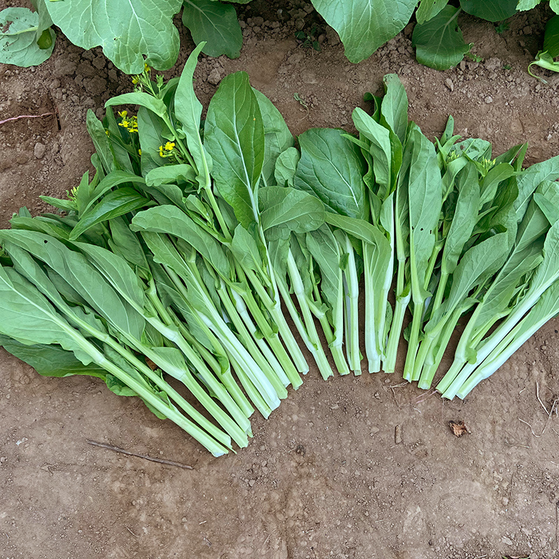 早熟白菜苔种籽白菜心种子香甜早白菜苔菜种阳台庭院四季种植
