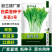 早熟白菜苔种籽白菜心种子香甜早白菜苔菜种阳台庭院四季种植
