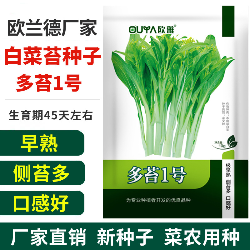 早熟白菜苔种籽白菜心种子香甜早白菜苔菜种阳台庭院四季种植