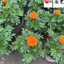 四川孔雀草基地批发橙色黄色孔雀杯苗花境花坛租摆草花批