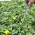 四川孔雀草基地批发橙色黄色孔雀杯苗花境花坛租摆草花批
