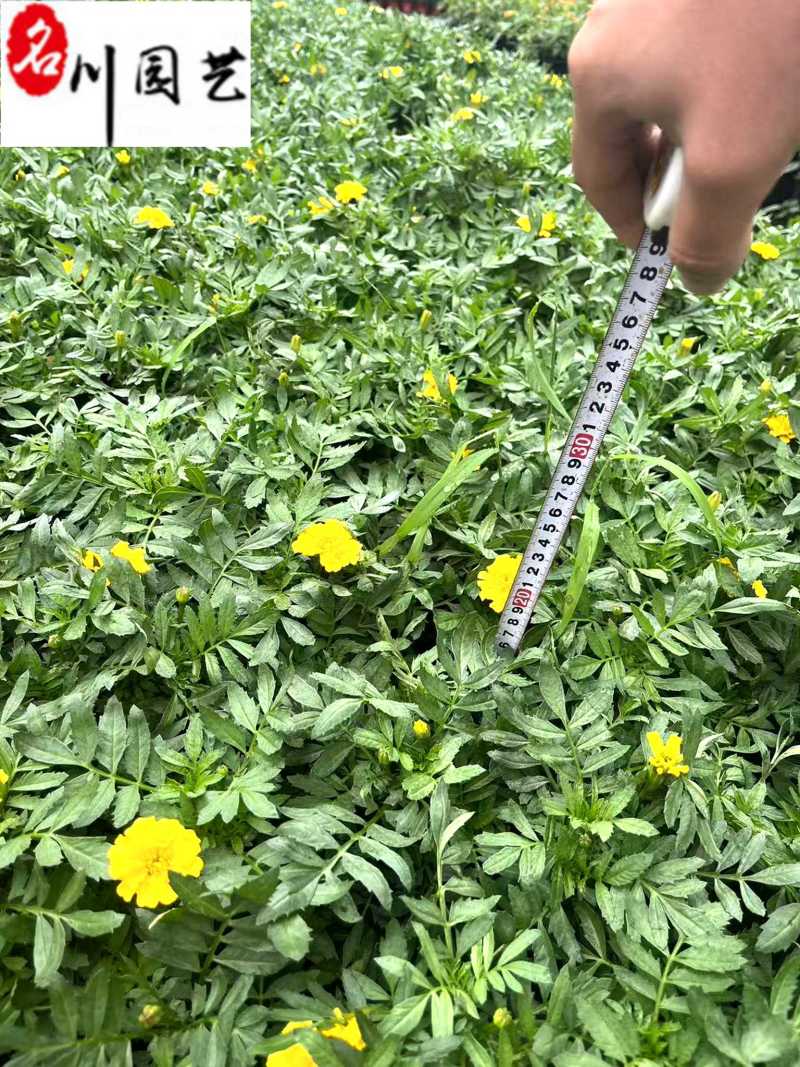 四川孔雀草基地批发橙色黄色孔雀杯苗花境花坛租摆草花批