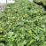 四川孔雀草基地批发橙色黄色孔雀杯苗花境花坛租摆草花批