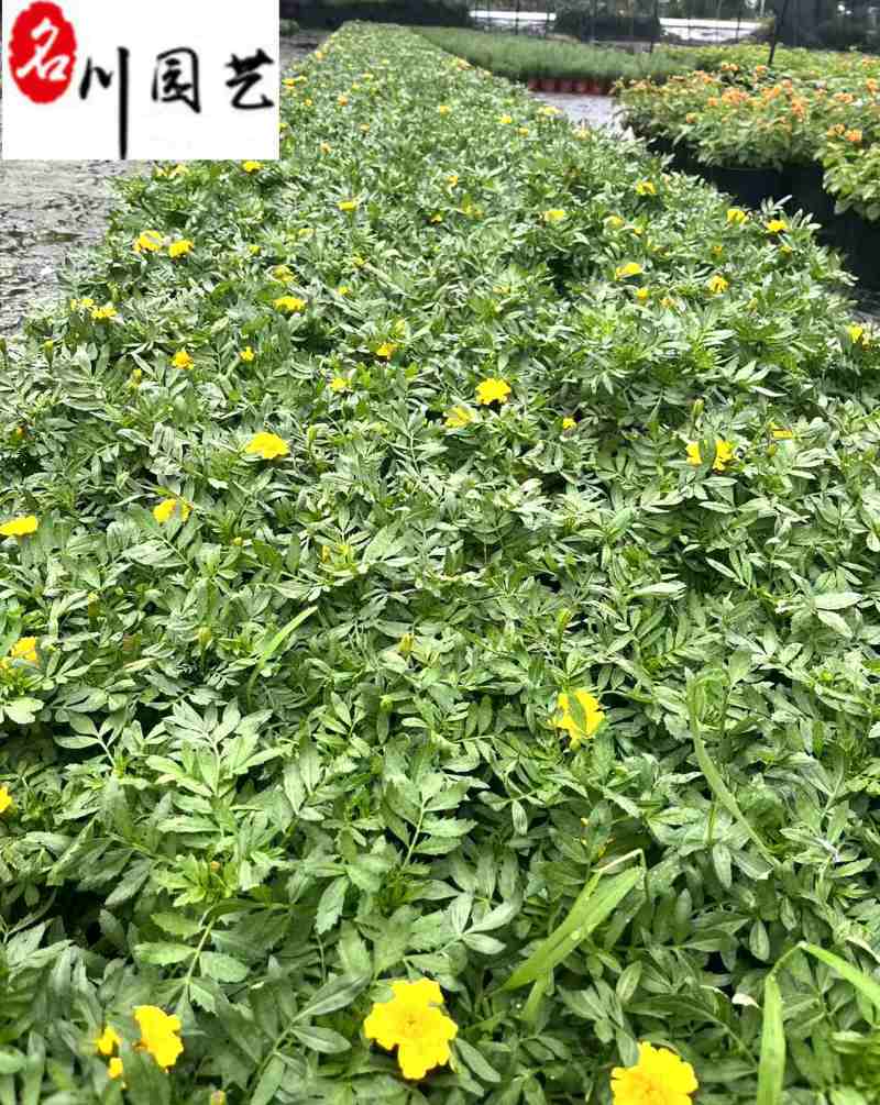 四川孔雀草基地批发橙色黄色孔雀杯苗花境花坛租摆草花批