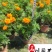 四川孔雀草基地批发橙色黄色孔雀杯苗花境花坛租摆草花批