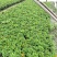 四川孔雀草基地批发橙色黄色孔雀杯苗花境花坛租摆草花批