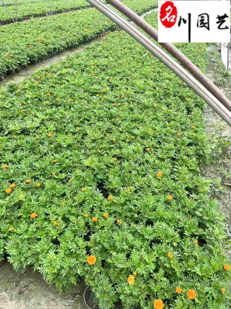 四川孔雀草基地批发橙色黄色孔雀杯苗花境花坛租摆草花批