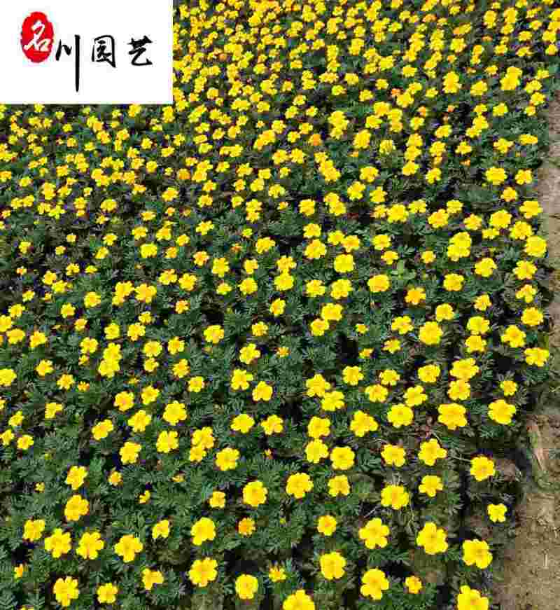 四川孔雀草基地批发橙色黄色孔雀杯苗花境花坛租摆草花批