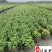 国庆菊杯苗批发节庆花境租摆草花成庆菊基地量大价优