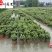 国庆菊杯苗批发节庆花境租摆草花成庆菊基地量大价优