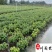 国庆菊杯苗批发节庆花境租摆草花成庆菊基地量大价优