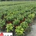 国庆菊杯苗批发节庆花境租摆草花成庆菊基地量大价优