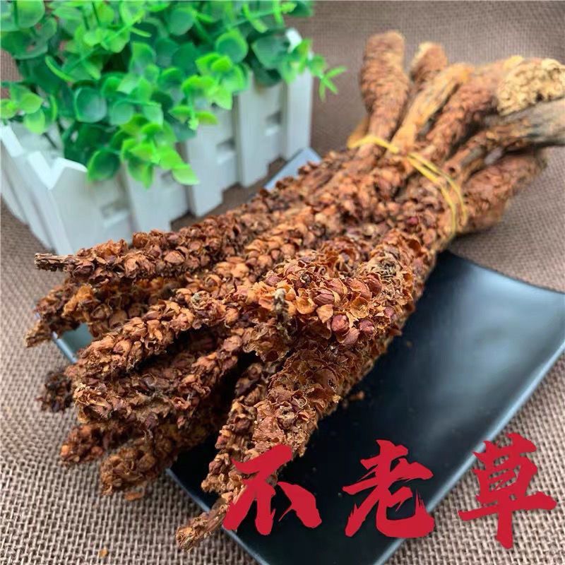 野生不老草不老草大货批发中药材不老草药材