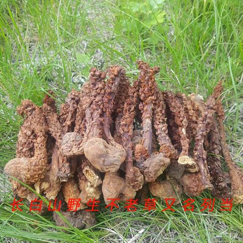 野生不老草不老草大货批发中药材不老草药材