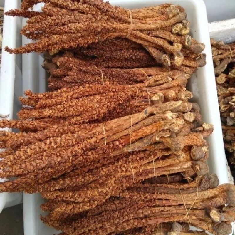 野生不老草不老草大货批发中药材不老草药材
