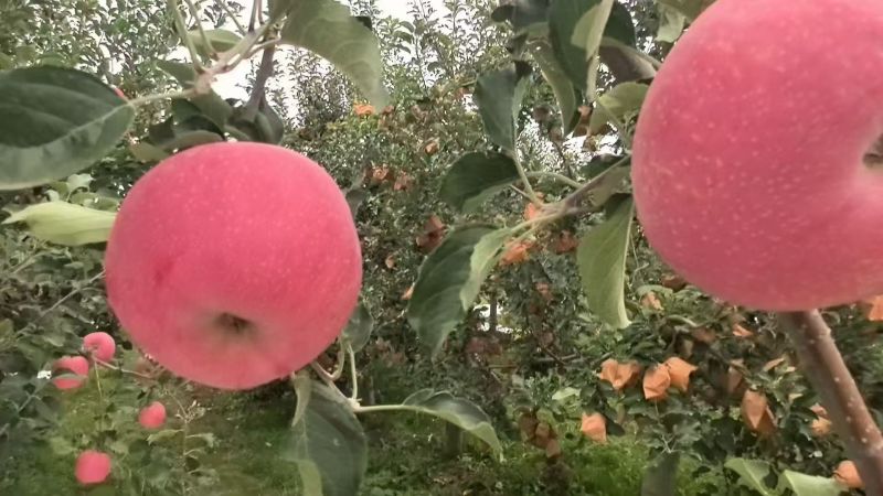 红富士苹果，陕西礼泉，产地直发，价格可谈，保质保量，欢迎咨询