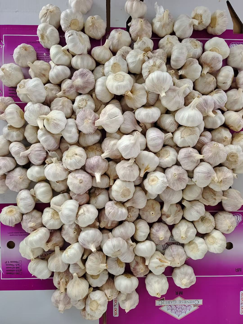 【老板力荐】白皮蒜金乡大蒜价格合理需要电话联系