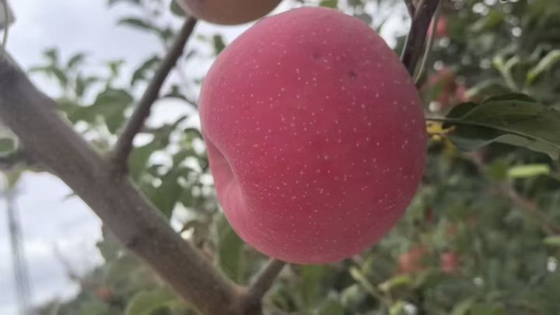 红富士苹果，陕西礼泉，产地直发，价格可谈，保质保量，欢迎咨询
