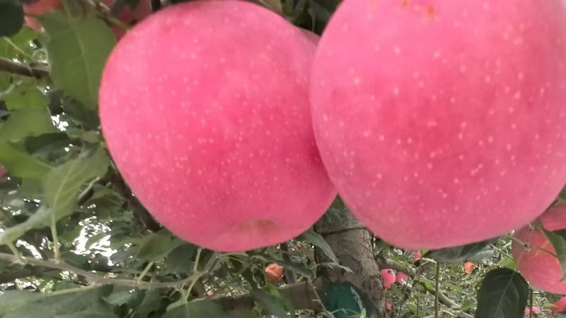 红富士苹果，陕西礼泉，产地直发，价格可谈，保质保量，欢迎咨询