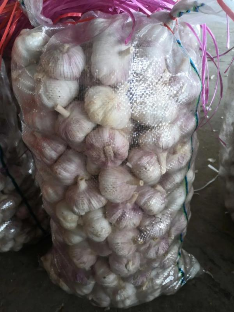 【老板力荐】白皮蒜金乡大蒜价格合理需要电话联系