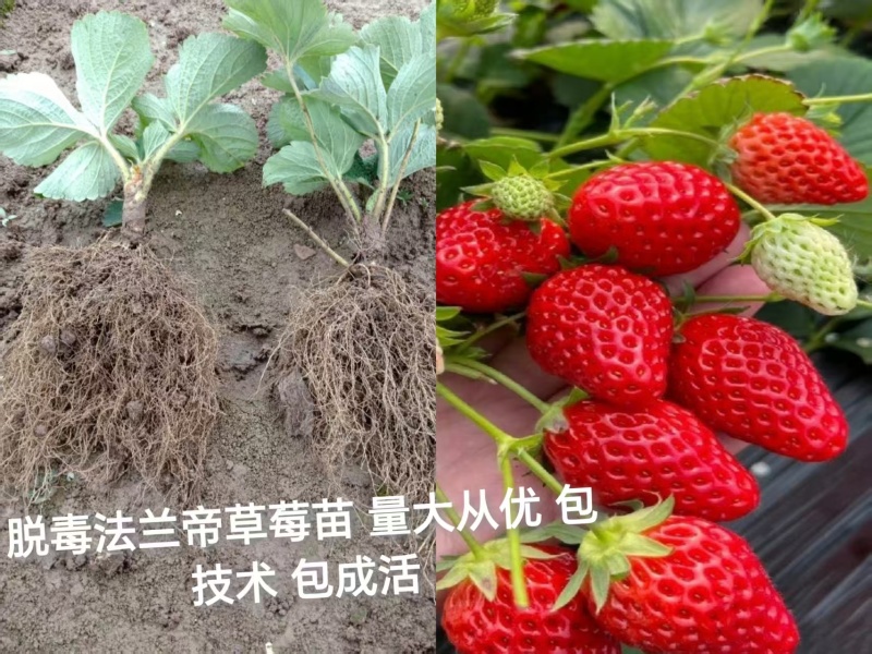 脱毒法兰地草莓苗法兰帝草莓苗苗地直供包成活可签合同