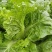 毛白菜小白菜鲜货口感佳价格实惠电商市场货都有质量很好
