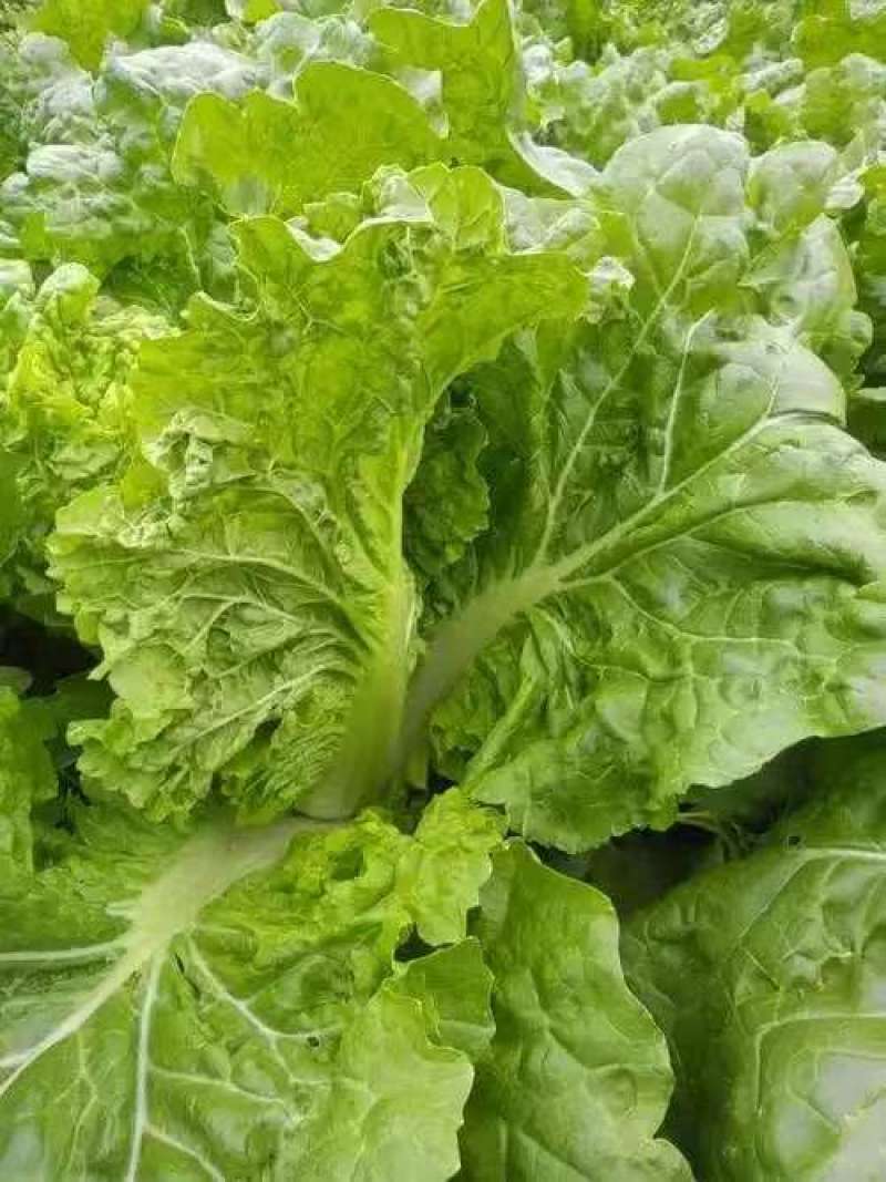 毛白菜小白菜鲜货口感佳价格实惠电商市场货都有质量很好