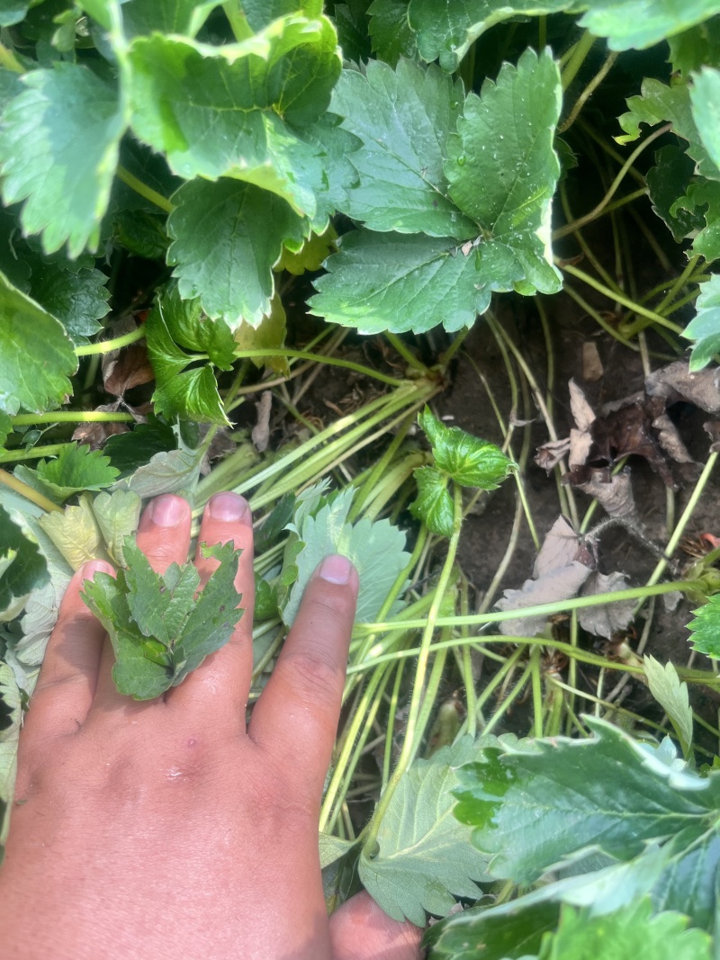越秀草莓苗，精品脱毒苗保证质量没有问题包技术可签合同