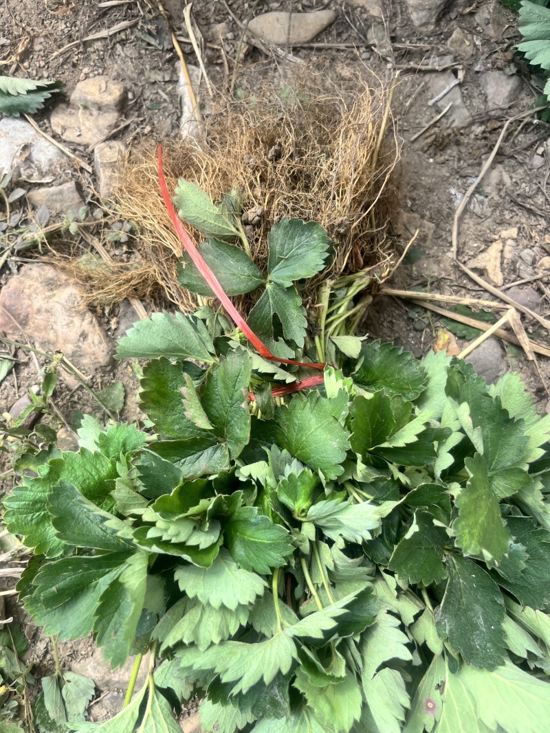 越秀草莓苗，精品脱毒苗保证质量没有问题包技术可签合同