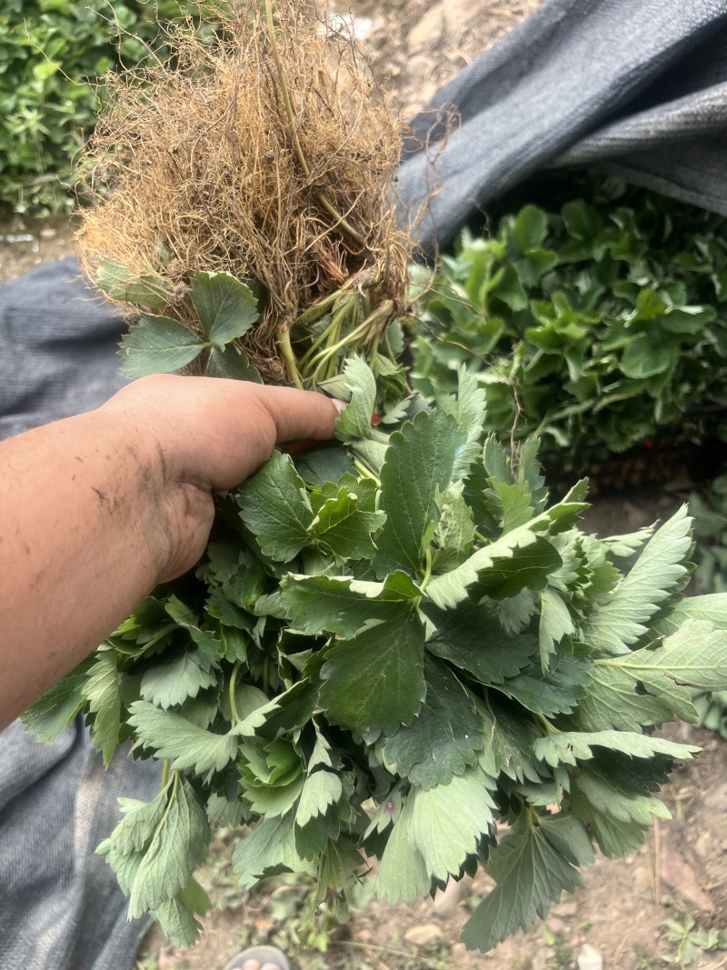 越秀草莓苗，精品脱毒苗保证质量没有问题包技术可签合同